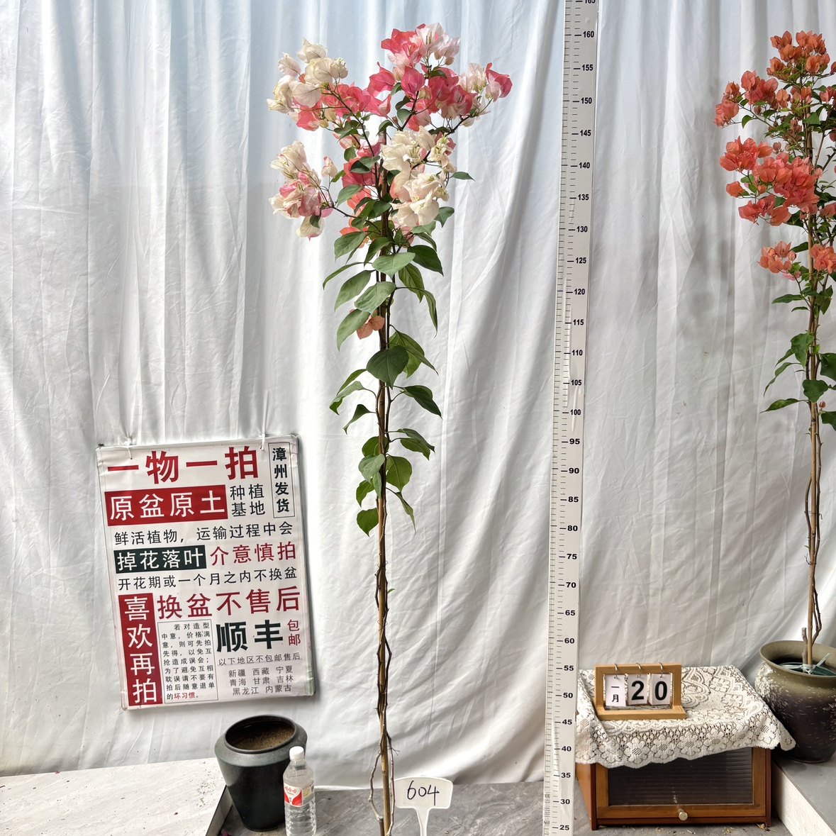 高飘【橙口红】604一物一拍漳州三角梅原生原盆原土四季勤花,鲜花速递/花卉仿真/绿植园艺,绣球/木绣球/木本植物,淘宝优惠券,粉丝福利购,淘宝优惠卷