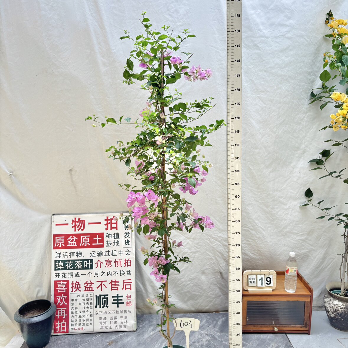 高飘【绿叶雪紫】603漳州三角梅原生带盆土四季勤花一物一拍阳台