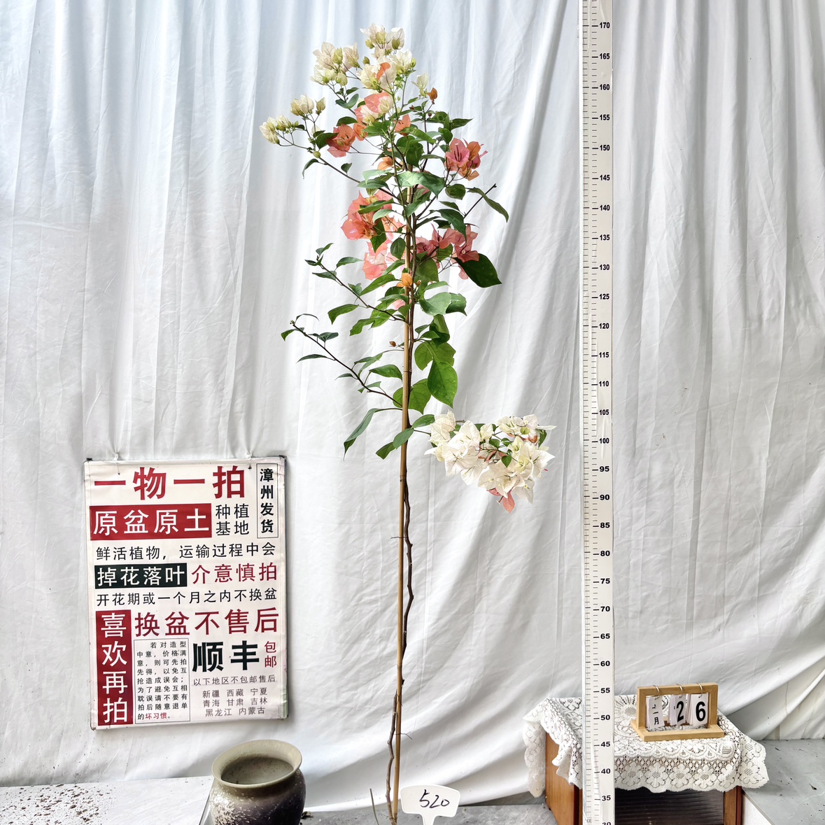 高飘【橙口红】520一物一拍漳州三角梅原生带盆土四季勤花阳台