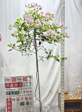 高飘【粉天使】511一物一拍漳州三角梅原生带盆土四季勤花