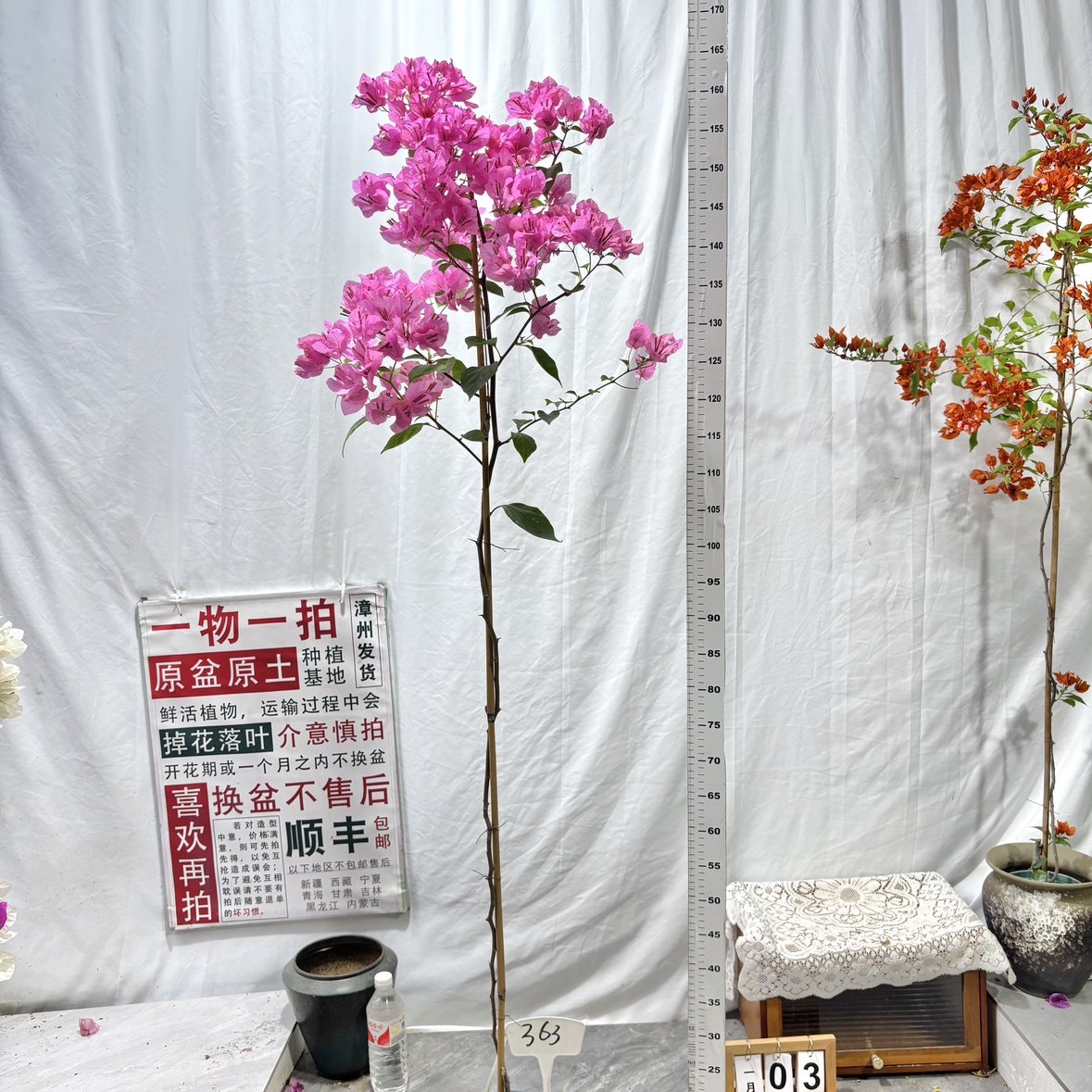 高飘【橙粉公主】363一物一拍漳州三角梅原生带盆土阳台四季勤花,鲜花速递/花卉仿真/绿植园艺,绣球/木绣球/木本植物,淘宝优惠券,粉丝福利购,淘宝优惠卷