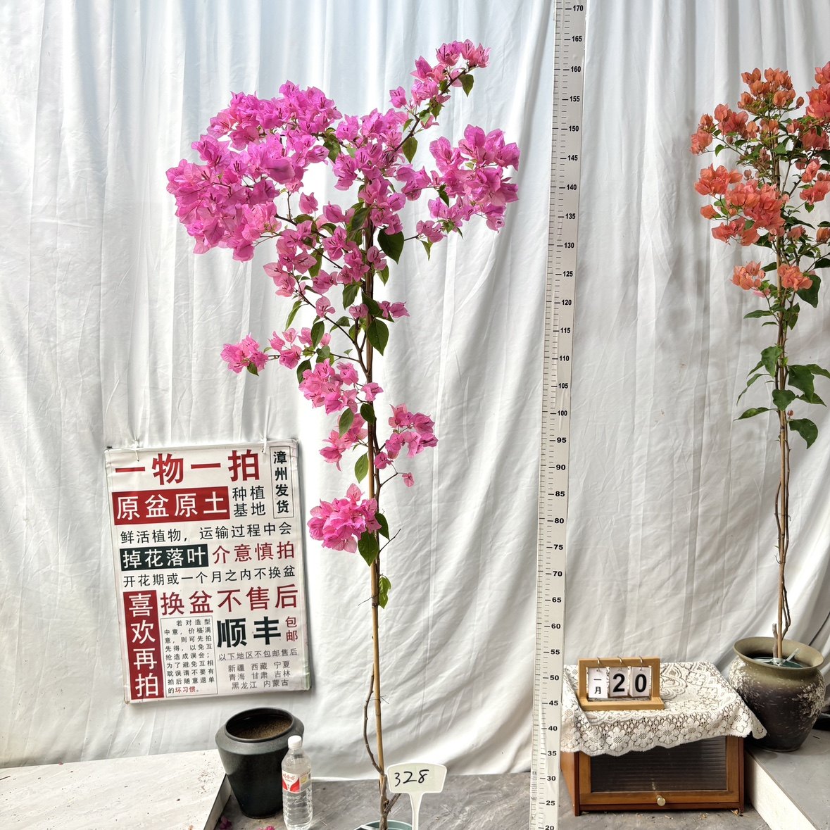 高飘【橙粉公主】328一物一拍漳州三角梅原生原盆土四季勤花,鲜花速递/花卉仿真/绿植园艺,绣球/木绣球/木本植物,淘宝优惠券,粉丝福利购,淘宝优惠卷