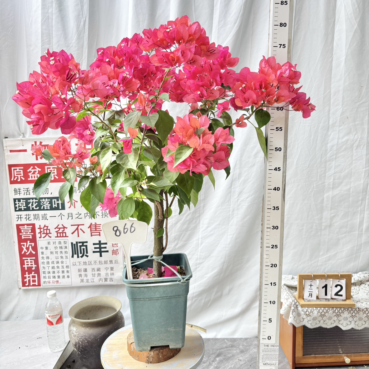 高杆方盆【同安红】866一物一拍漳州三角梅原盆土带花四季勤花