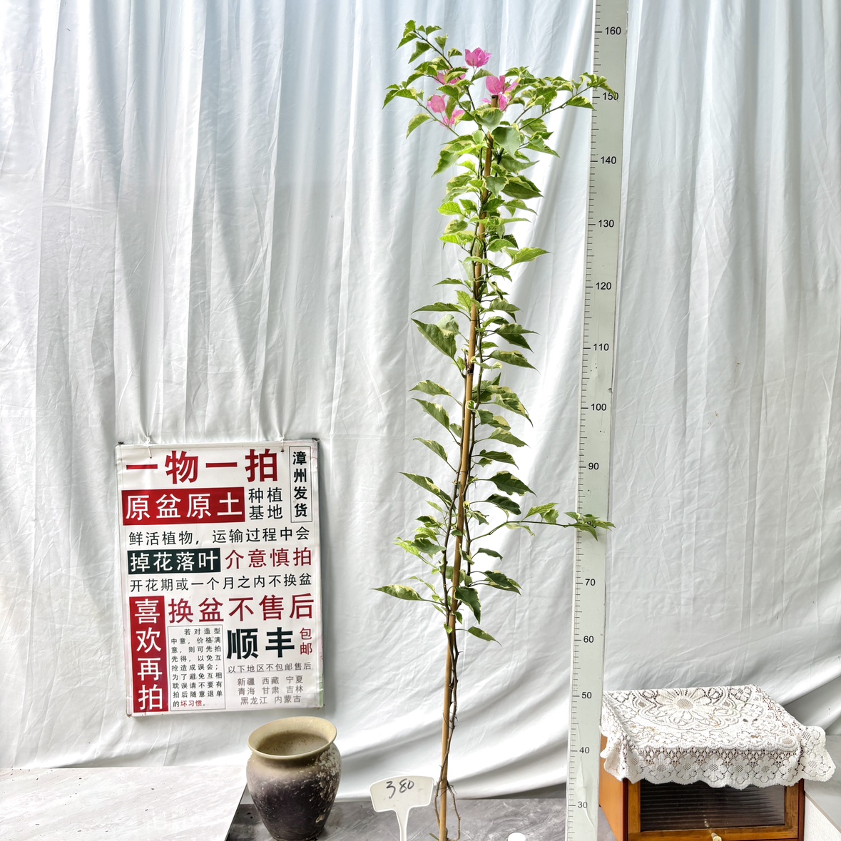 高飘【蜡染粉】380漳州三角梅一物一拍原生带盆土四季勤花阳台
