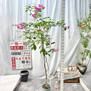 高飘【洋红公主】362一物一拍漳州三角梅原生带盆土四季勤花阳台