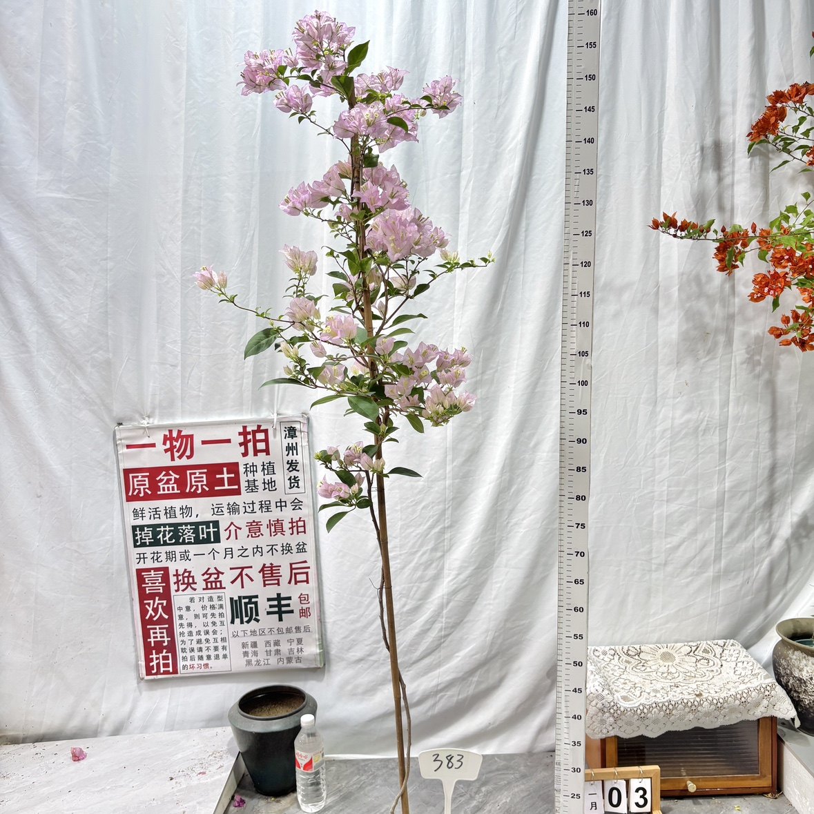 高飘【丽娜】383 漳州三角梅一物一拍原生原盆土四季勤花阳台,鲜花速递/花卉仿真/绿植园艺,绣球/木绣球/木本植物,淘宝优惠券,粉丝福利购,淘宝优惠卷