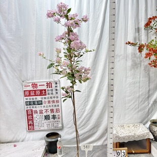 高飘【丽娜】383 漳州三角梅一物一拍原生原盆土四季勤花阳台