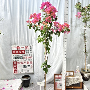 高飘【同安红】608漳州三角梅原生原盆原土带花一物一拍阳台