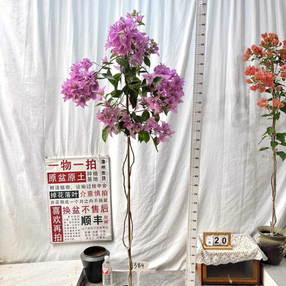 高飘【新大宫粉】384一物一拍漳州三角梅原生带盆土四季勤花阳台,鲜花速递/花卉仿真/绿植园艺,绣球/木绣球/木本植物,淘宝优惠券,粉丝福利购,淘宝优惠卷