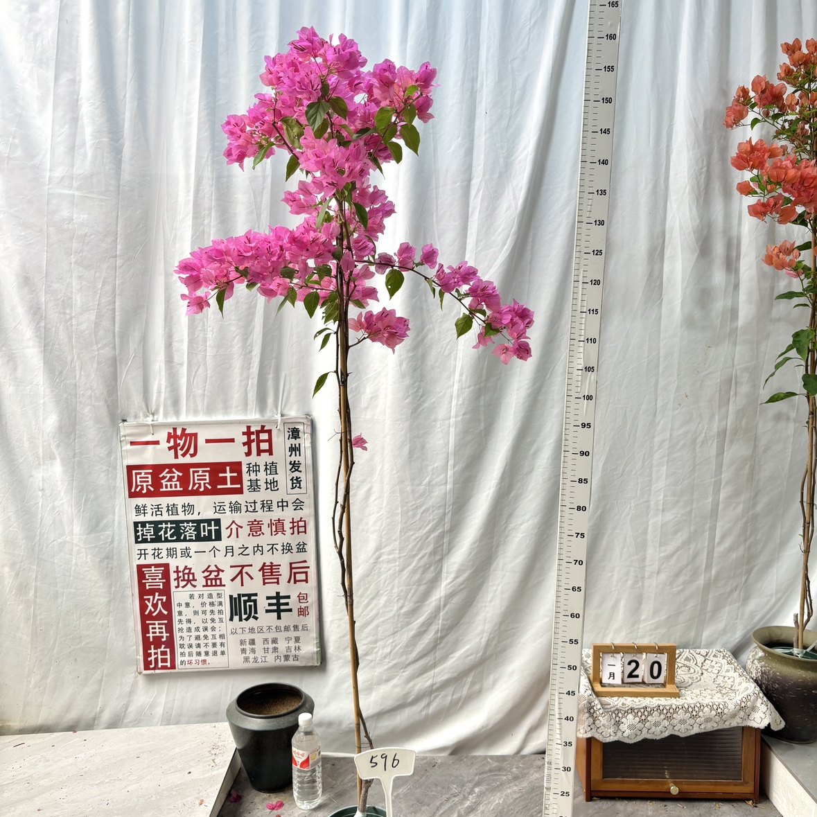 高飘【橙粉公主】 596一物一拍漳州三角梅原生原盆土四季勤花,鲜花速递/花卉仿真/绿植园艺,绣球/木绣球/木本植物,淘宝优惠券,粉丝福利购,淘宝优惠卷