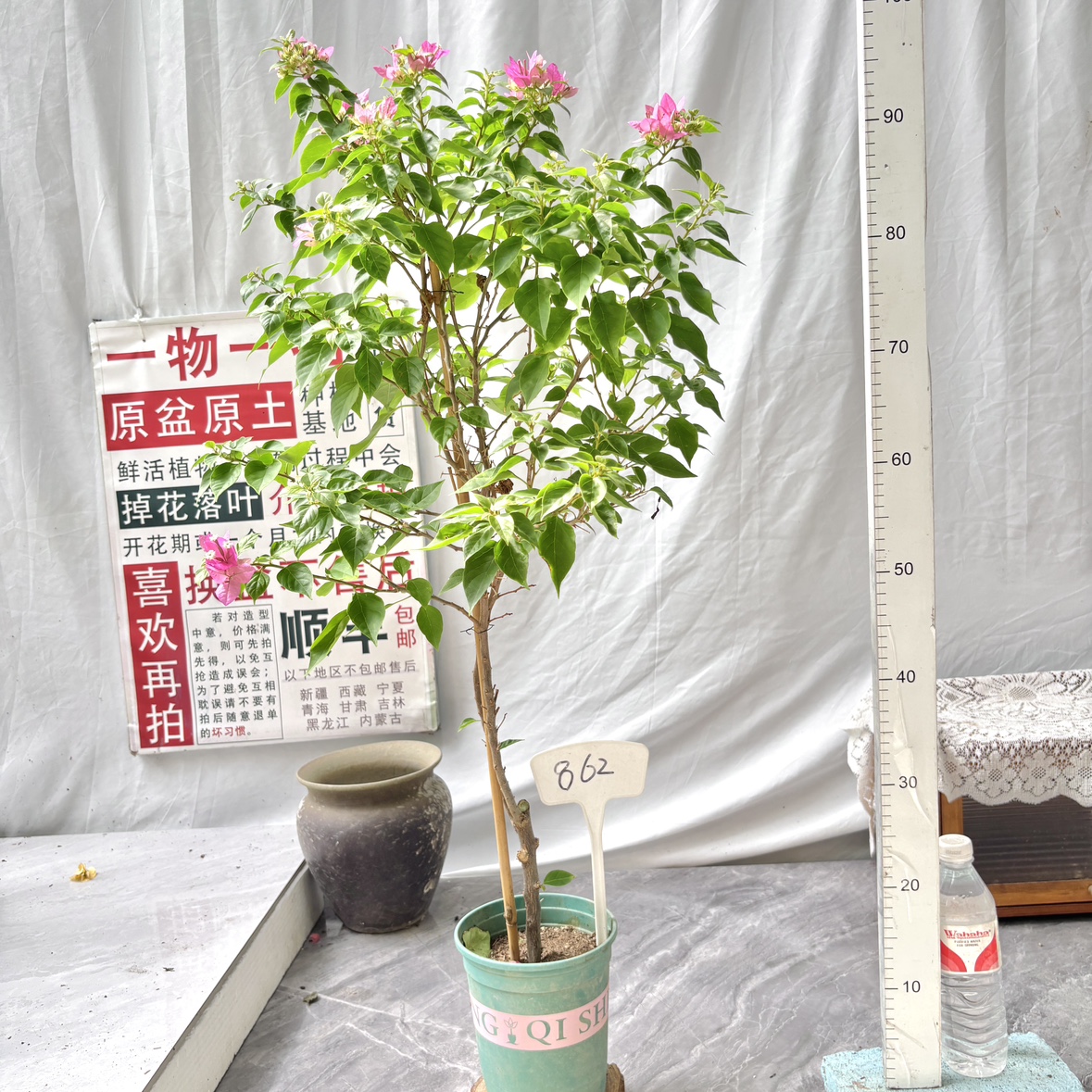 低飘【粉狐狸】862一物一拍漳州三角梅原生带盆土四季勤花庭院