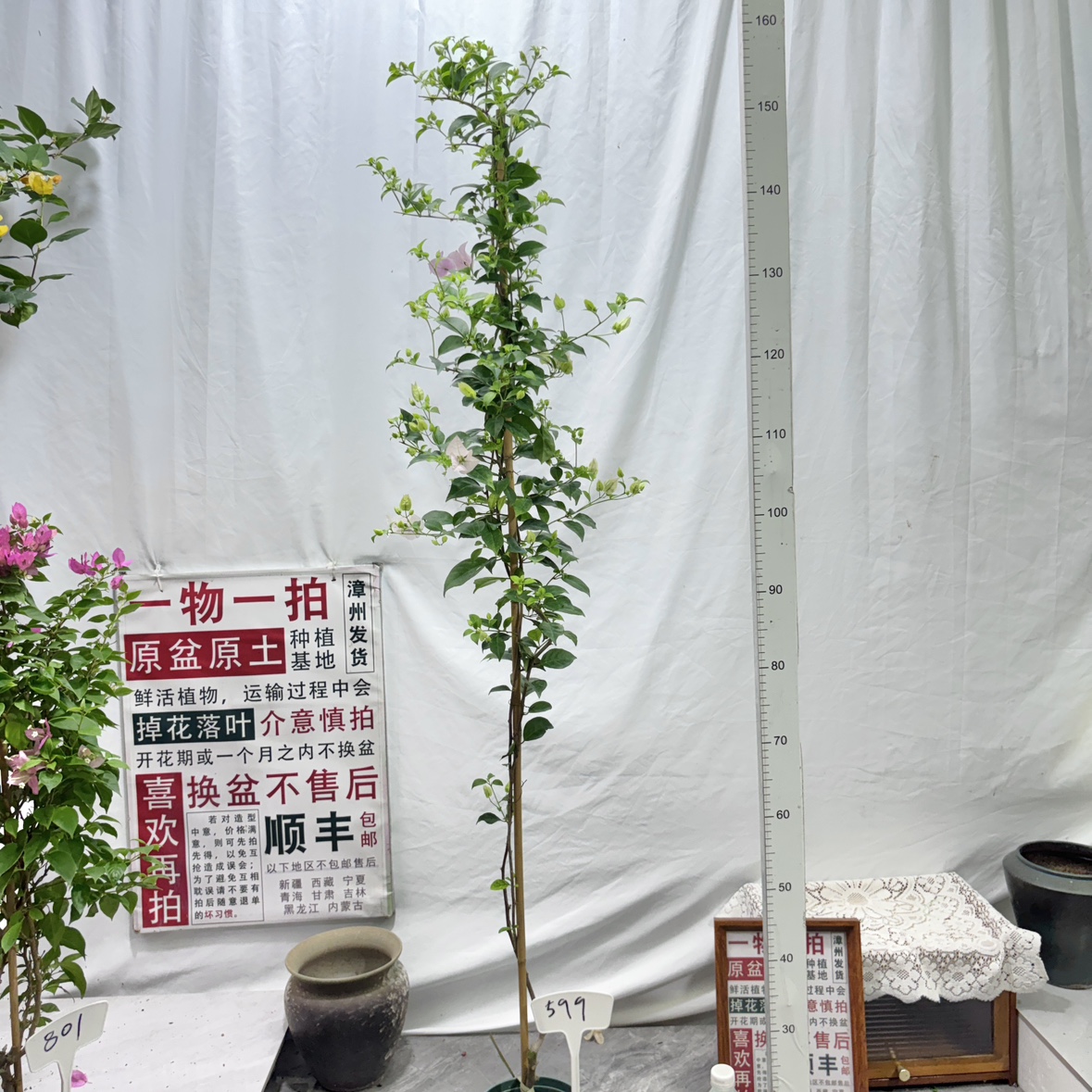 高飘【苹果花】599一物一拍漳州三角梅原盆原土四季勤花阳台