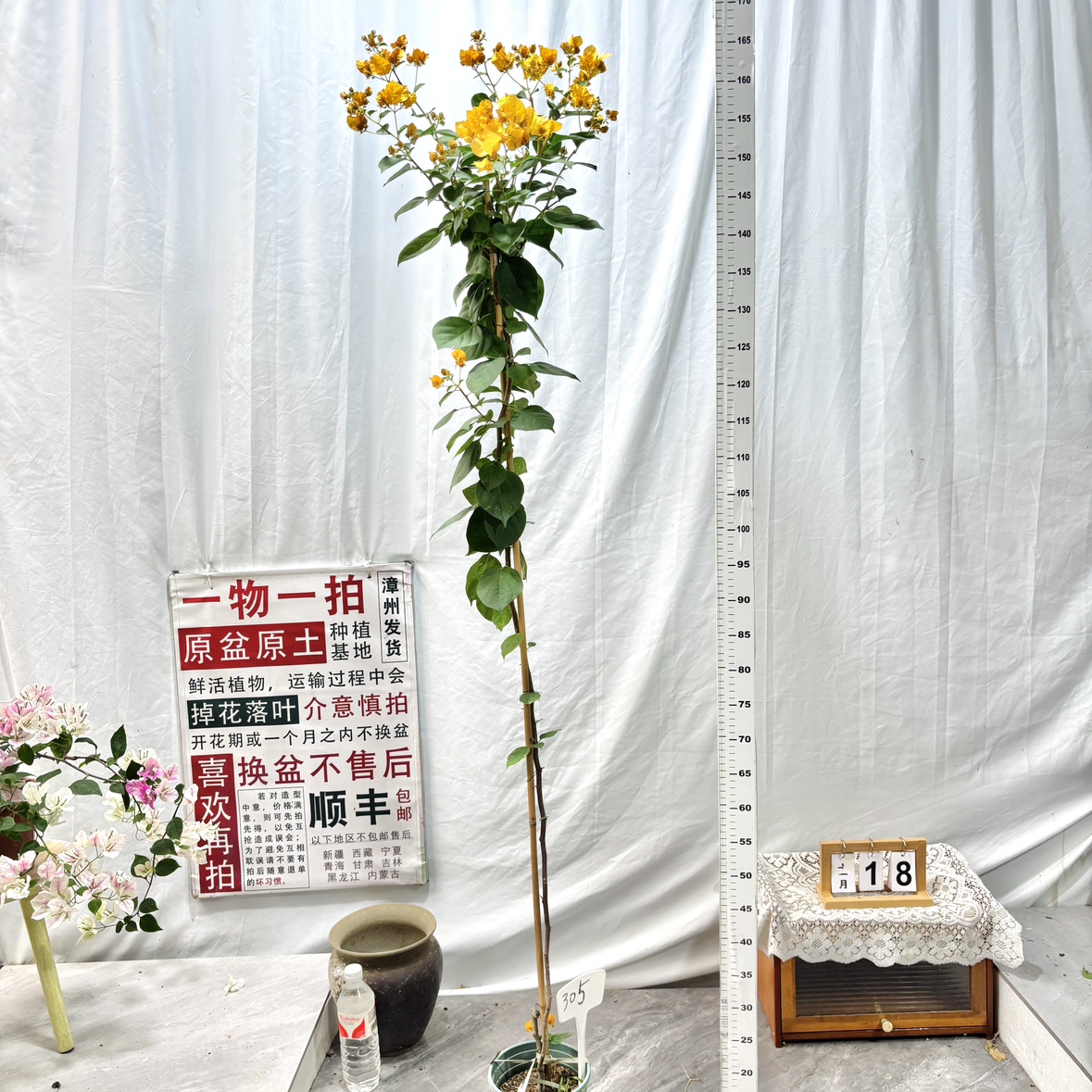 高飘【暗斑浅黄】 305一物一拍漳州三角梅原生原盆原土四季勤花