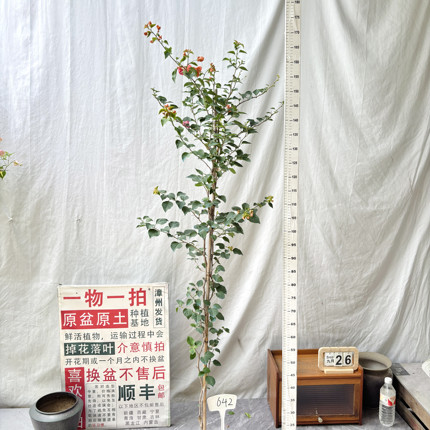 高飘【橙色精彩】642一物一拍漳州三角梅原生盆土四季勤花阳台