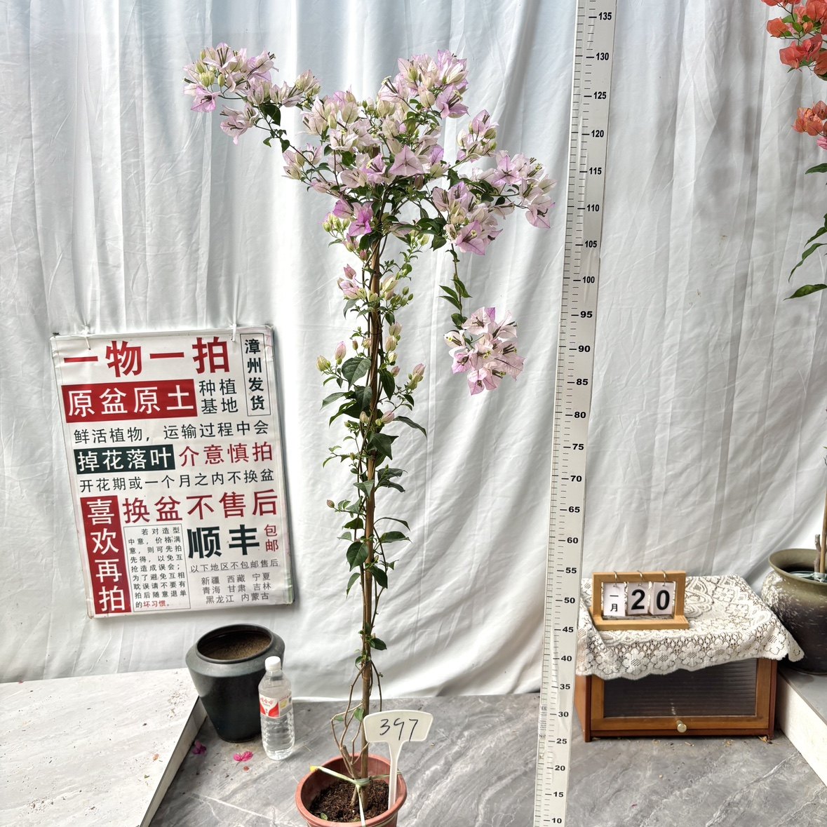 高飘【绿叶雪紫】397漳州三角梅原生带盆土四季勤花一物一拍阳台,鲜花速递/花卉仿真/绿植园艺,绣球/木绣球/木本植物,淘宝优惠券,粉丝福利购,淘宝优惠卷