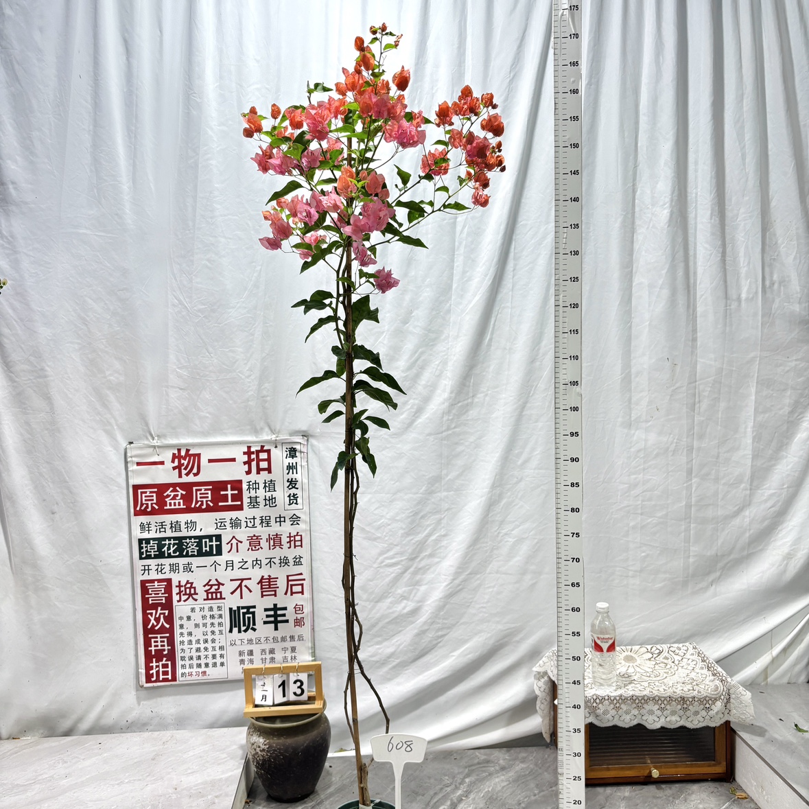 高飘【阿奴娜】608漳州三角梅原生原盆原土带花一物一拍阳台