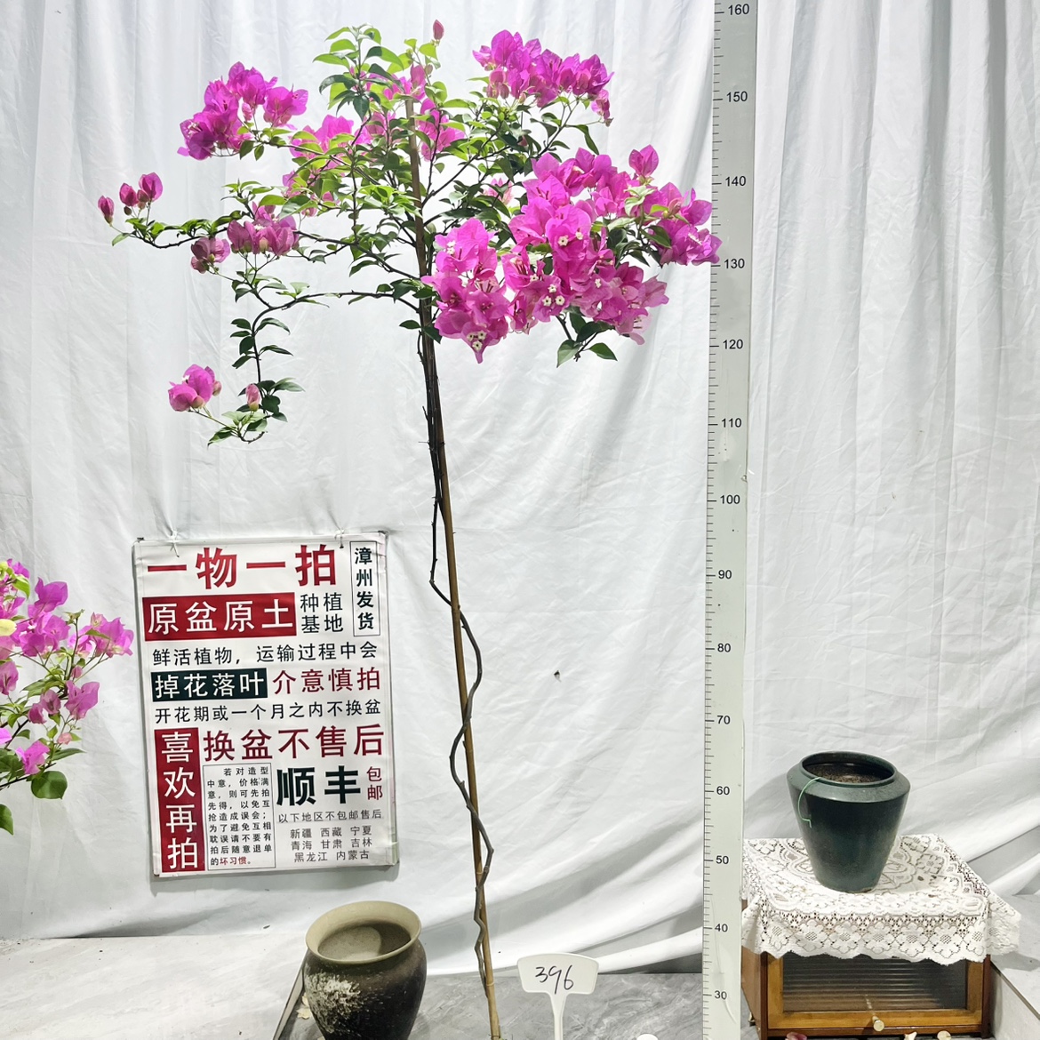 高飘【漳红缨】396一物一拍漳州三角梅原生带盆土四季勤花阳台