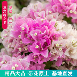 【一物一拍】直播漳州三角梅盆苗专用喜高飘四季勤花高飘梦慧园艺