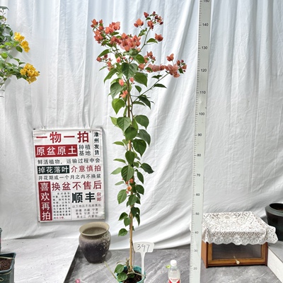 高飘【不甜西瓜】397漳州三角梅原生带盆土四季勤花一物一拍阳台