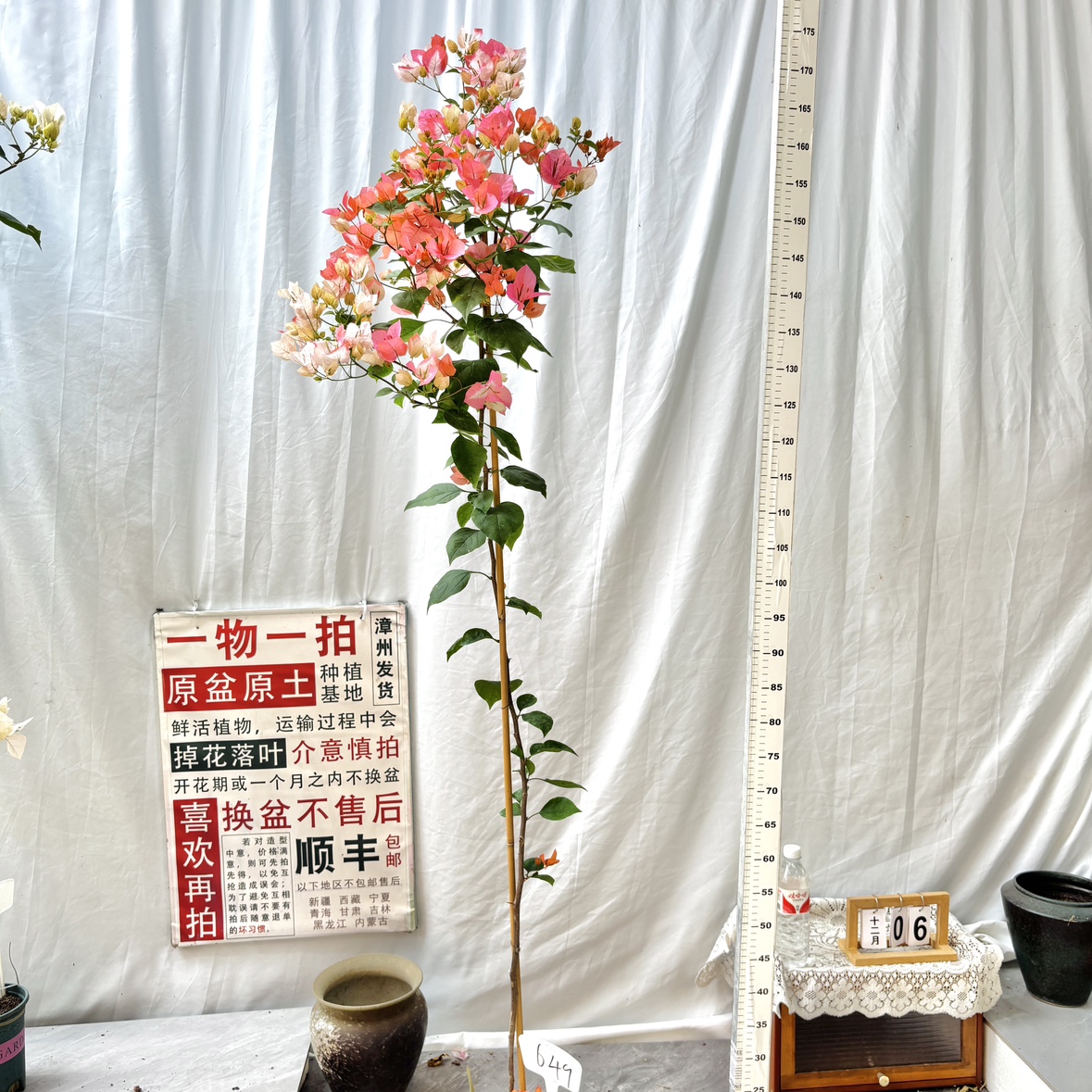 高飘【橙口红】649一物一拍漳州三角梅原生带盆土四季勤花阳台