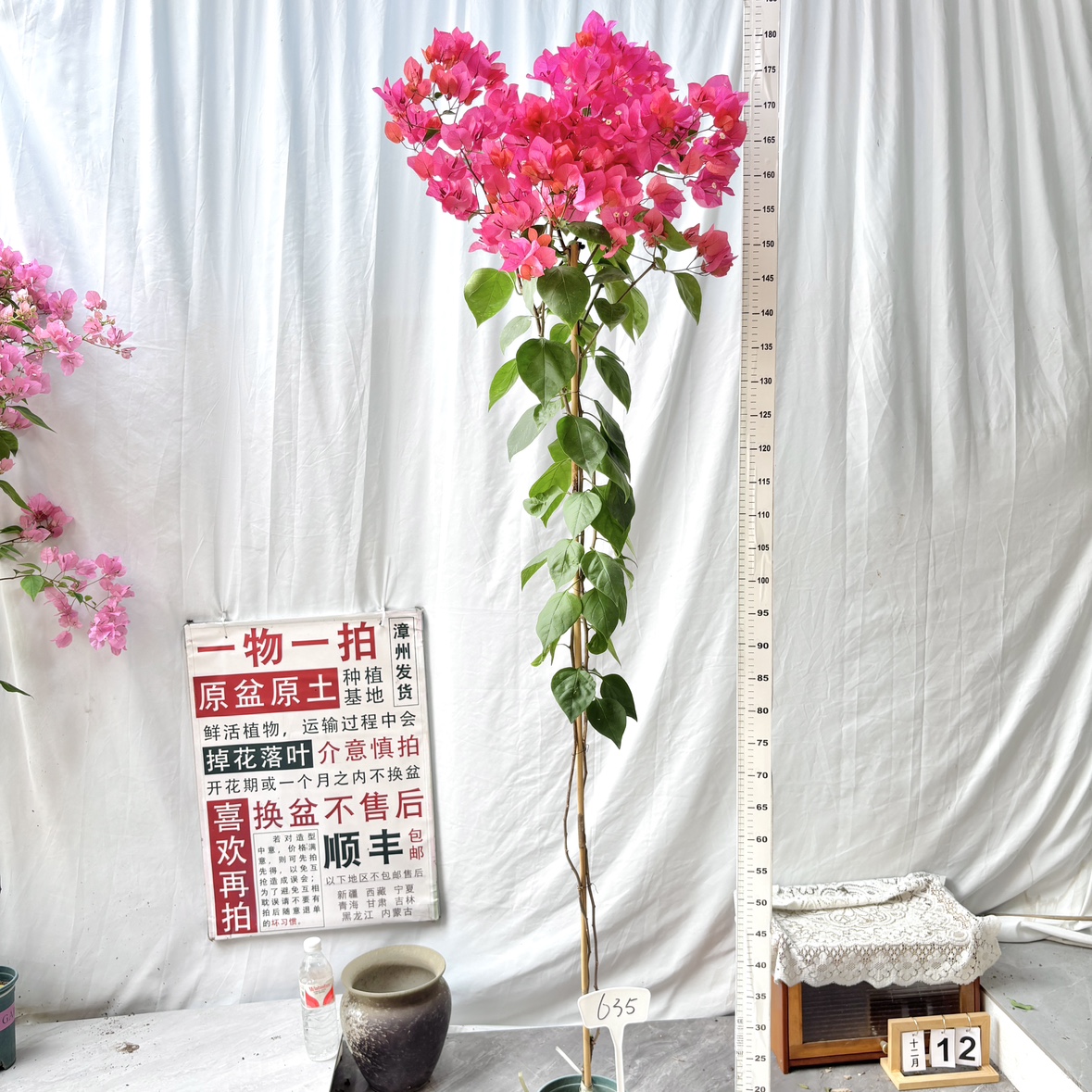 高飘【同安红】635一物一拍漳州三角梅原生带盆土四季勤花阳台