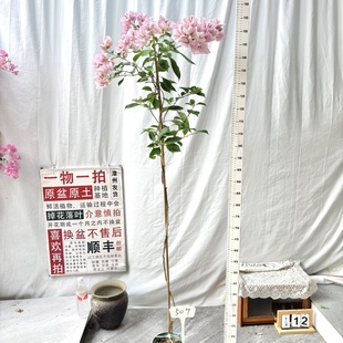 勤花阳台 509一物一拍漳州三角梅原生带盆土四季 高飘 粉天使