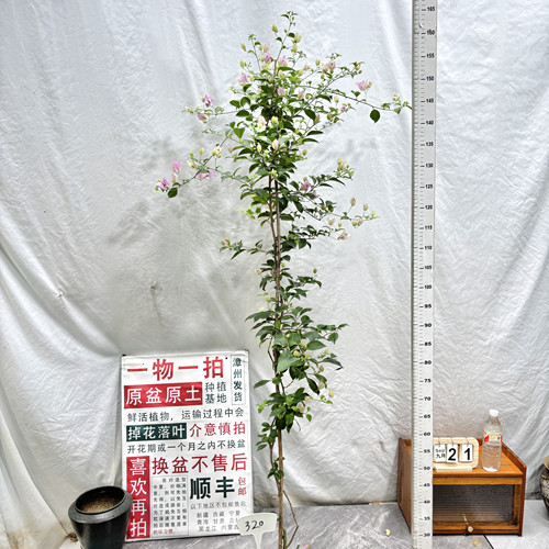 高飘【绿叶雪紫】320一物一拍漳州三角梅原生带盆土四季勤花