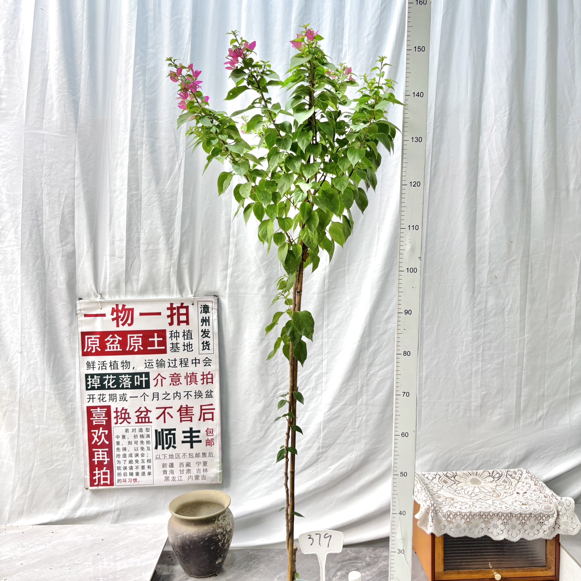 高飘【粉狐狸】379漳州三角梅原生带盆土四季勤花一物一拍阳台