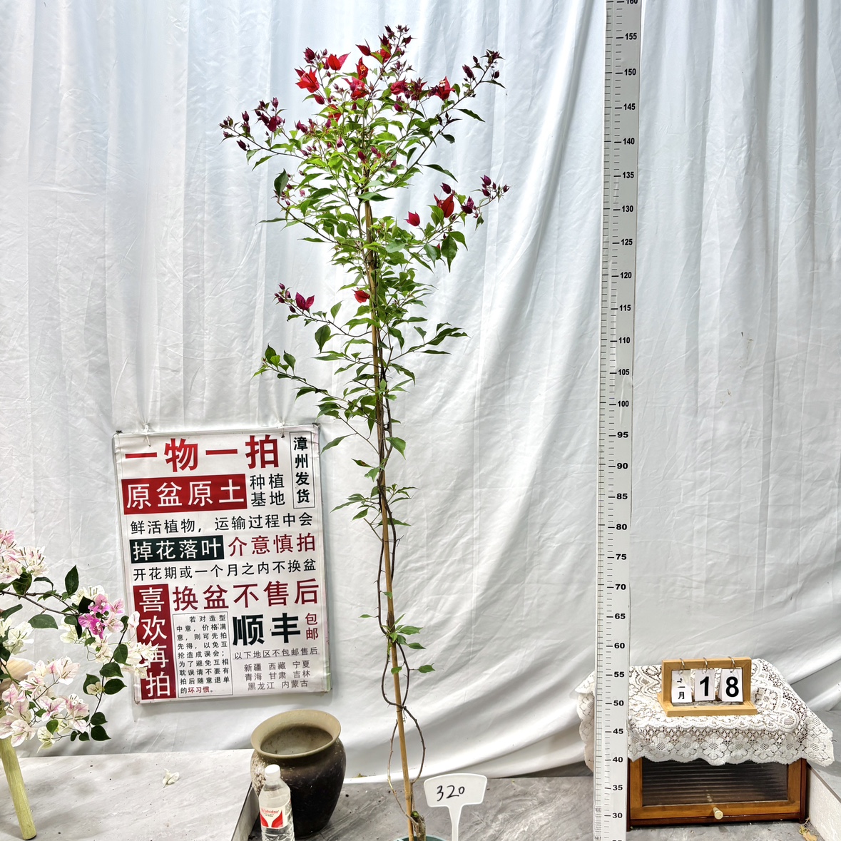 高飘【紫红桑巴】320漳州三角梅原生原盆土四季勤花阳台花卉