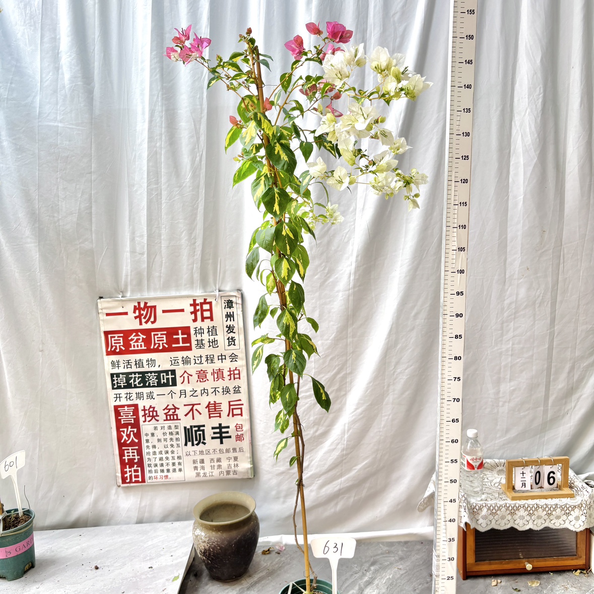 高飘【金心橙白】631一物一拍漳州三角梅原生带盆土四季勤花阳台