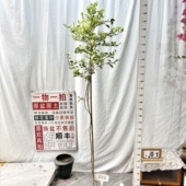 622一物一拍漳州三角梅原生带盆土四季 高飘 白雪公主 勤花