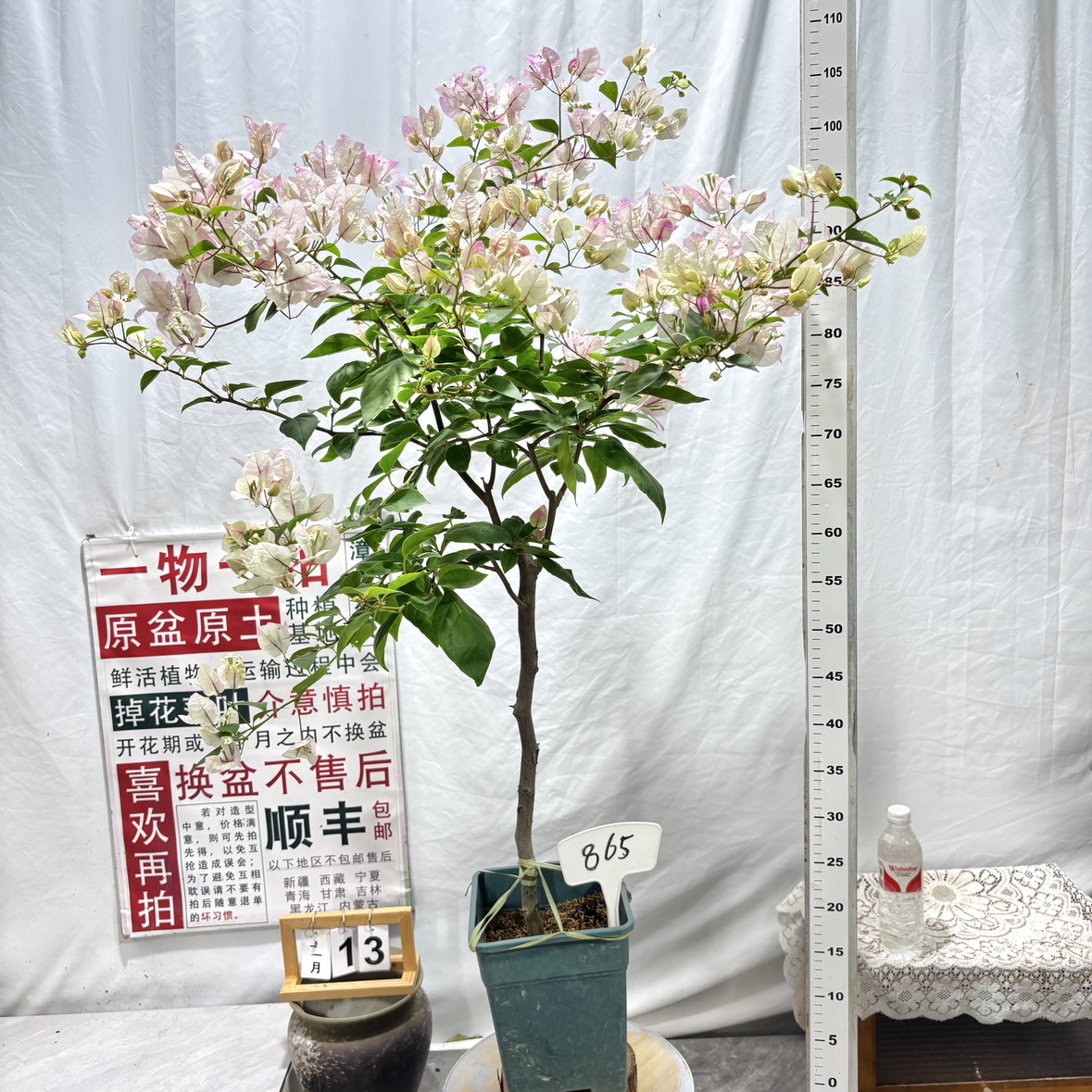 高杆方盆【漳红缨】865漳州三角梅原生带盆土四季勤花一物一拍