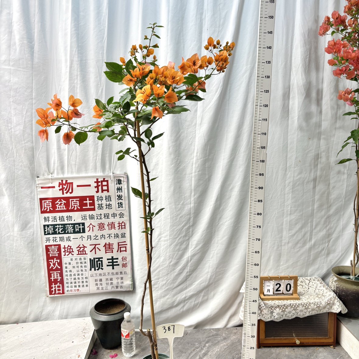 高飘【变色龙】387一物一拍漳州三角梅原生带盆土四季勤花阳台,鲜花速递/花卉仿真/绿植园艺,绣球/木绣球/木本植物,淘宝优惠券,粉丝福利购,淘宝优惠卷