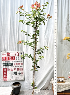 高飘【橙色精彩】622一物一拍漳州三角梅原生带盆土四季勤花