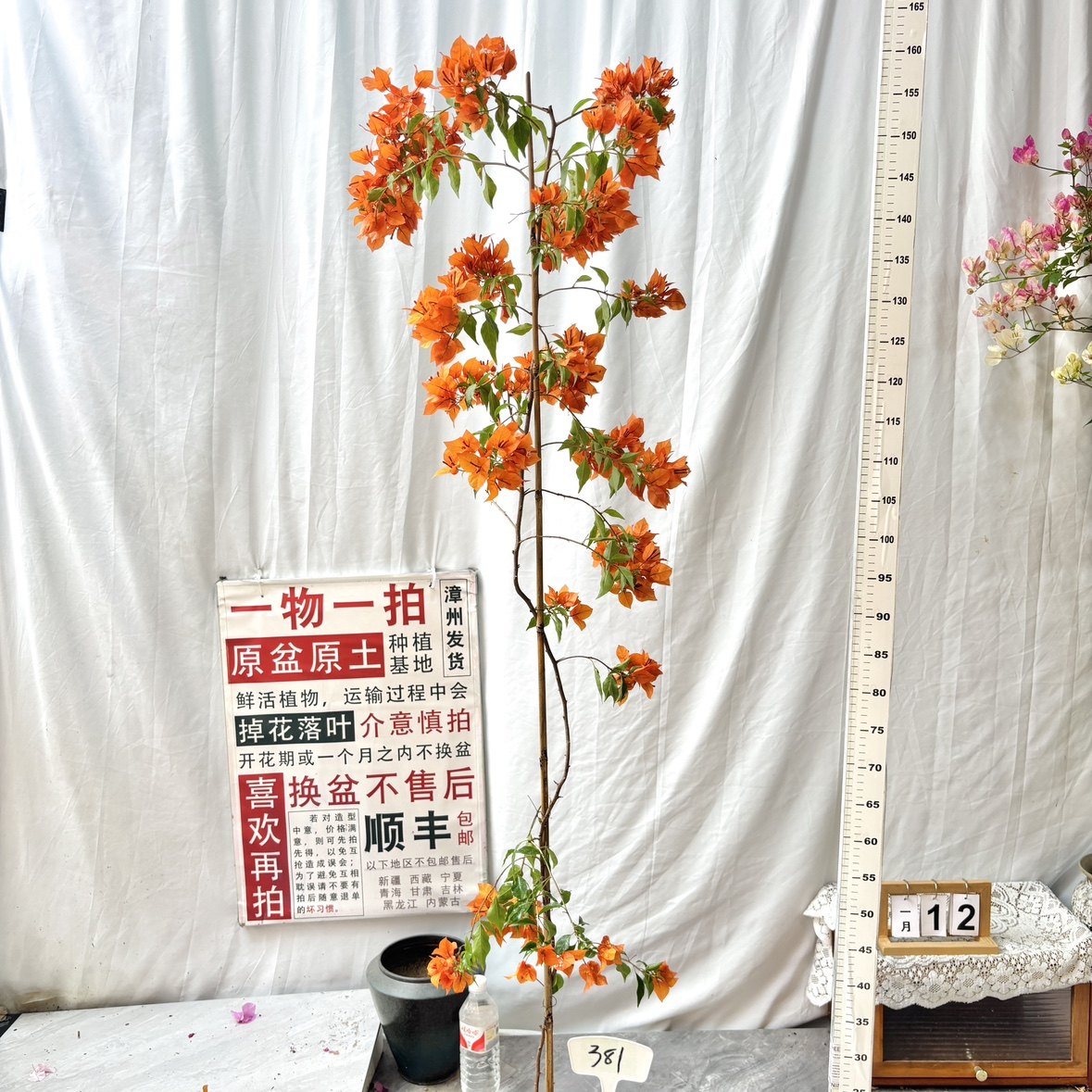 高飘【橙桑巴】381一物一拍漳州三角梅原生带盆土四季勤花阳台,鲜花速递/花卉仿真/绿植园艺,绣球/木绣球/木本植物,淘宝优惠券,粉丝福利购,淘宝优惠卷