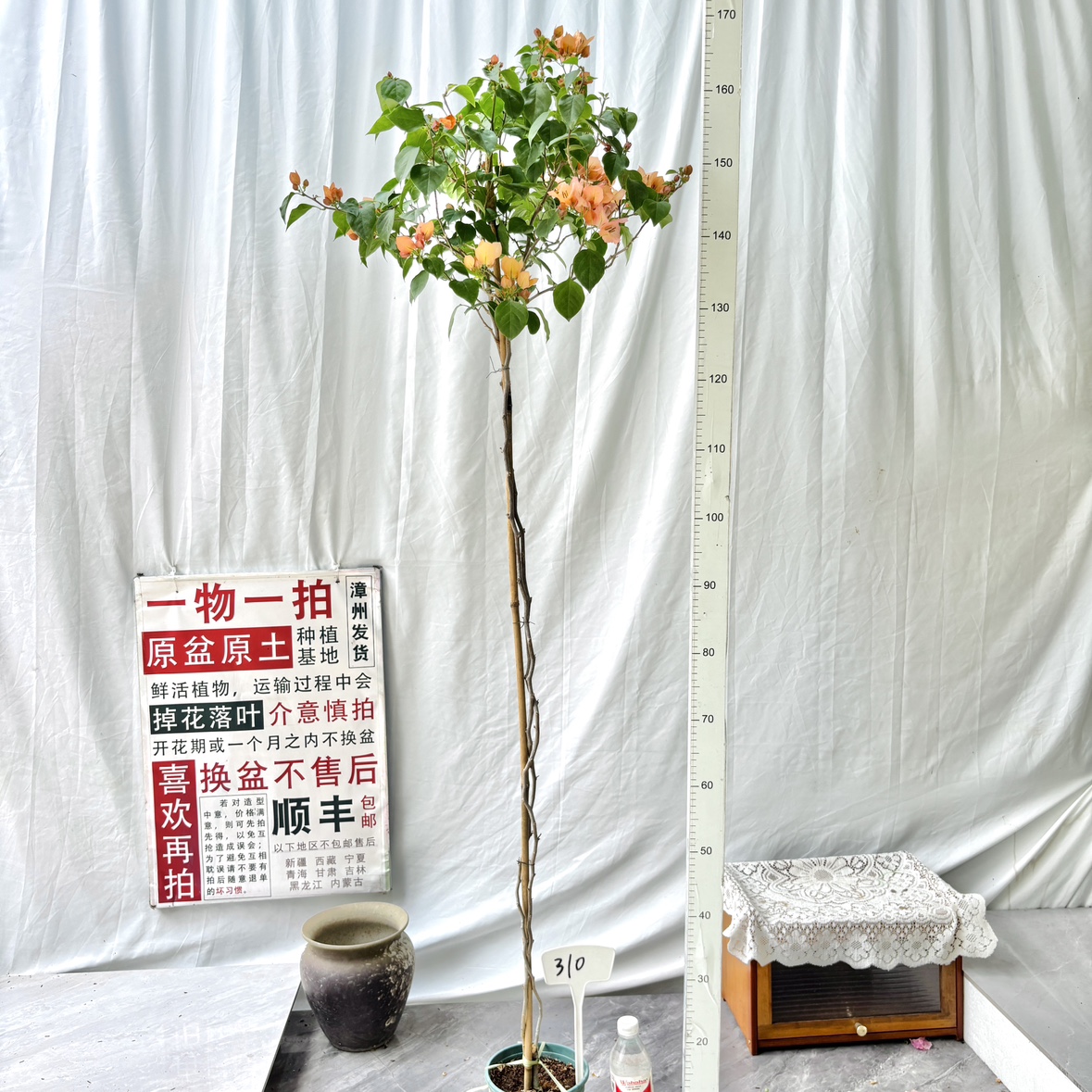 高飘【不甜西瓜】310一物一拍漳州三角梅原盆原土四季勤花庭院