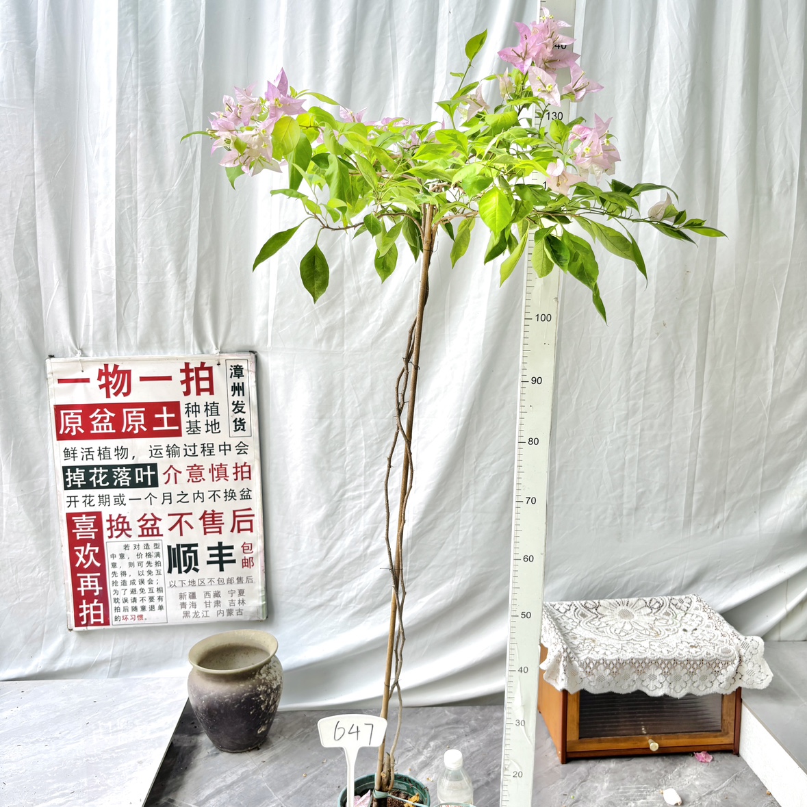 高飘【金边金夫人】647一物一拍漳州三角梅原生原盆原土带花勤花