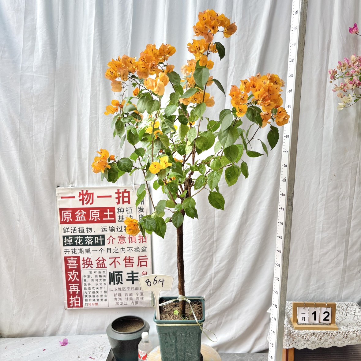 高杆方盆【加州黄金】864一物一拍漳州三角梅原生带盆土四季勤花,鲜花速递/花卉仿真/绿植园艺,绣球/木绣球/木本植物,淘宝优惠券,粉丝福利购,淘宝优惠卷