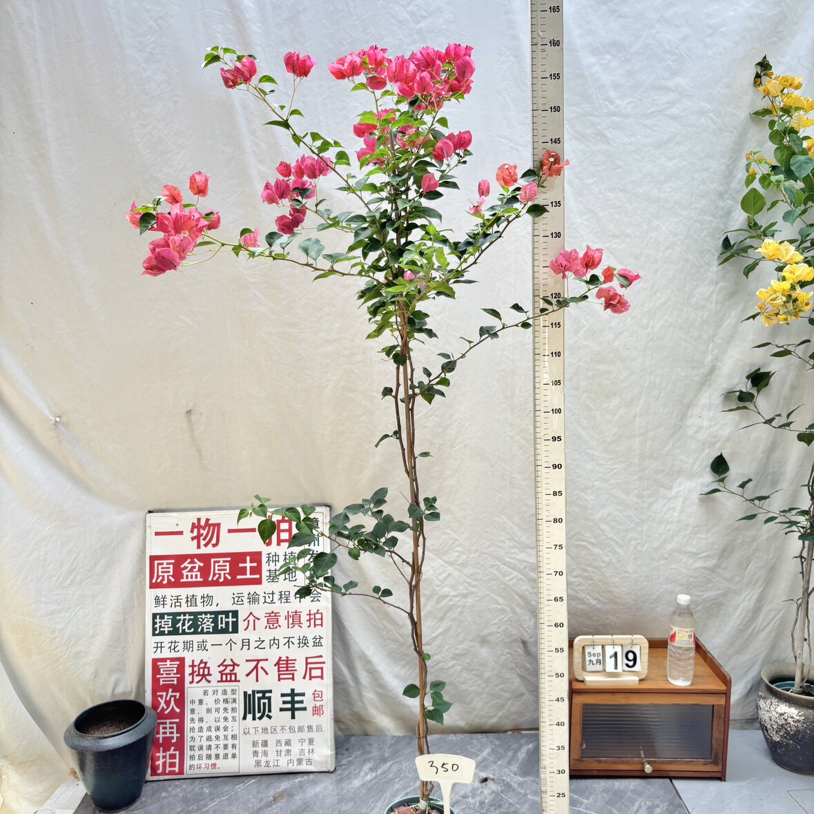 高飘【暗斑夕阳红】350一物一拍漳州三角梅带盆土四季勤花阳台