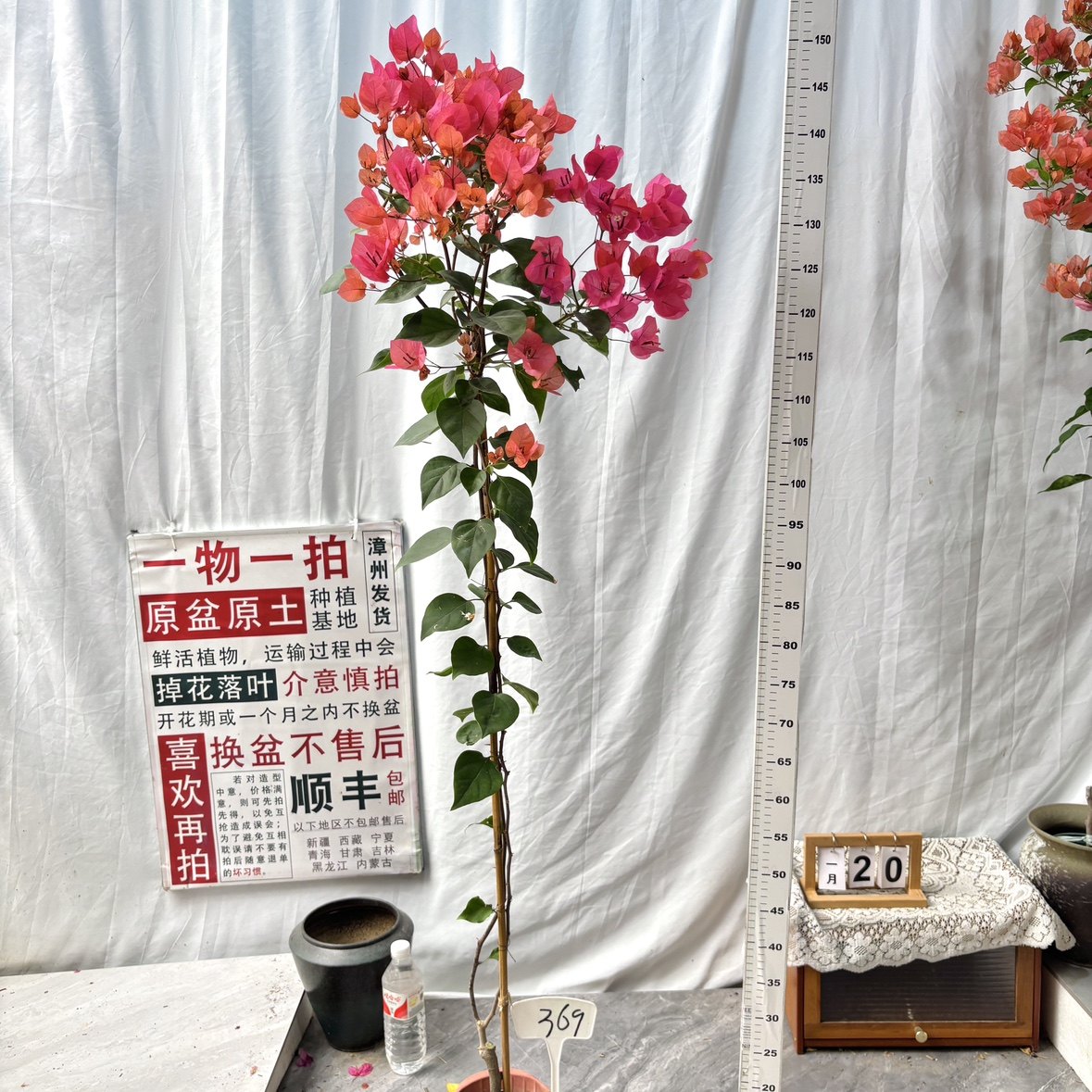 高飘【同安红】369漳州三角梅原生带盆土四季勤花一物一拍阳台,鲜花速递/花卉仿真/绿植园艺,绣球/木绣球/木本植物,淘宝优惠券,粉丝福利购,淘宝优惠卷