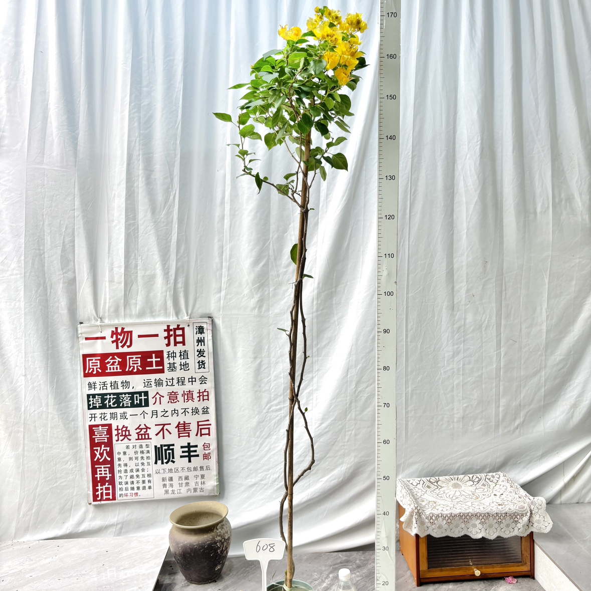 高飘【暗斑浅黄】608漳州三角梅原生原盆原土带花一物一拍阳台