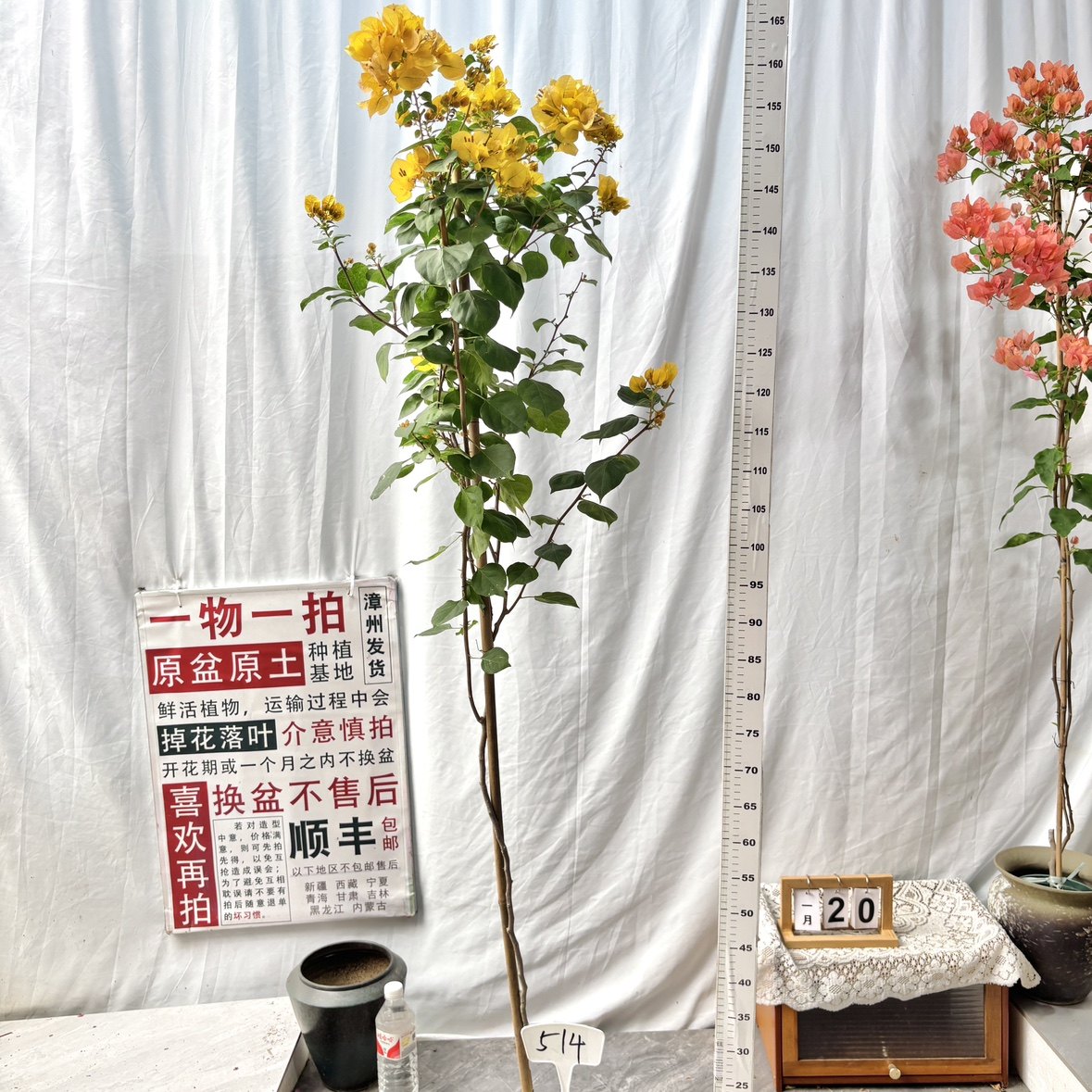 高飘【暗斑浅黄】514一物一拍漳州三角梅原生带盆土四季勤花阳台,鲜花速递/花卉仿真/绿植园艺,绣球/木绣球/木本植物,淘宝优惠券,粉丝福利购,淘宝优惠卷