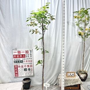 高飘【苏瓦娜】332一物一拍漳州三角梅原生带盆土四季勤花
