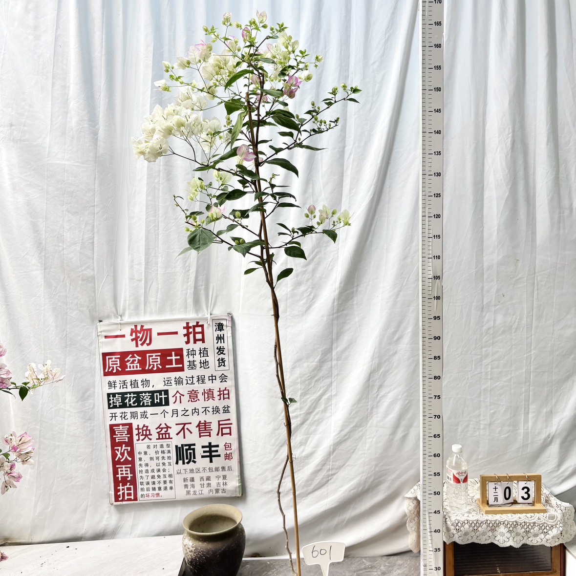 高飘【口红】601漳州三角梅原生带盆土带花一物一拍四季勤花阳台