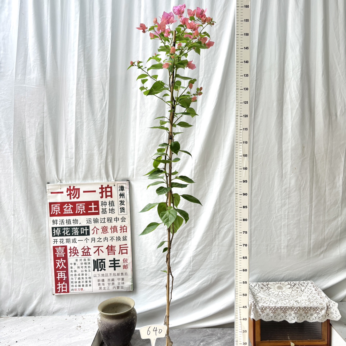 高飘【橙粉公主】640一物一拍漳州三角梅原生带盆土四季勤花阳台