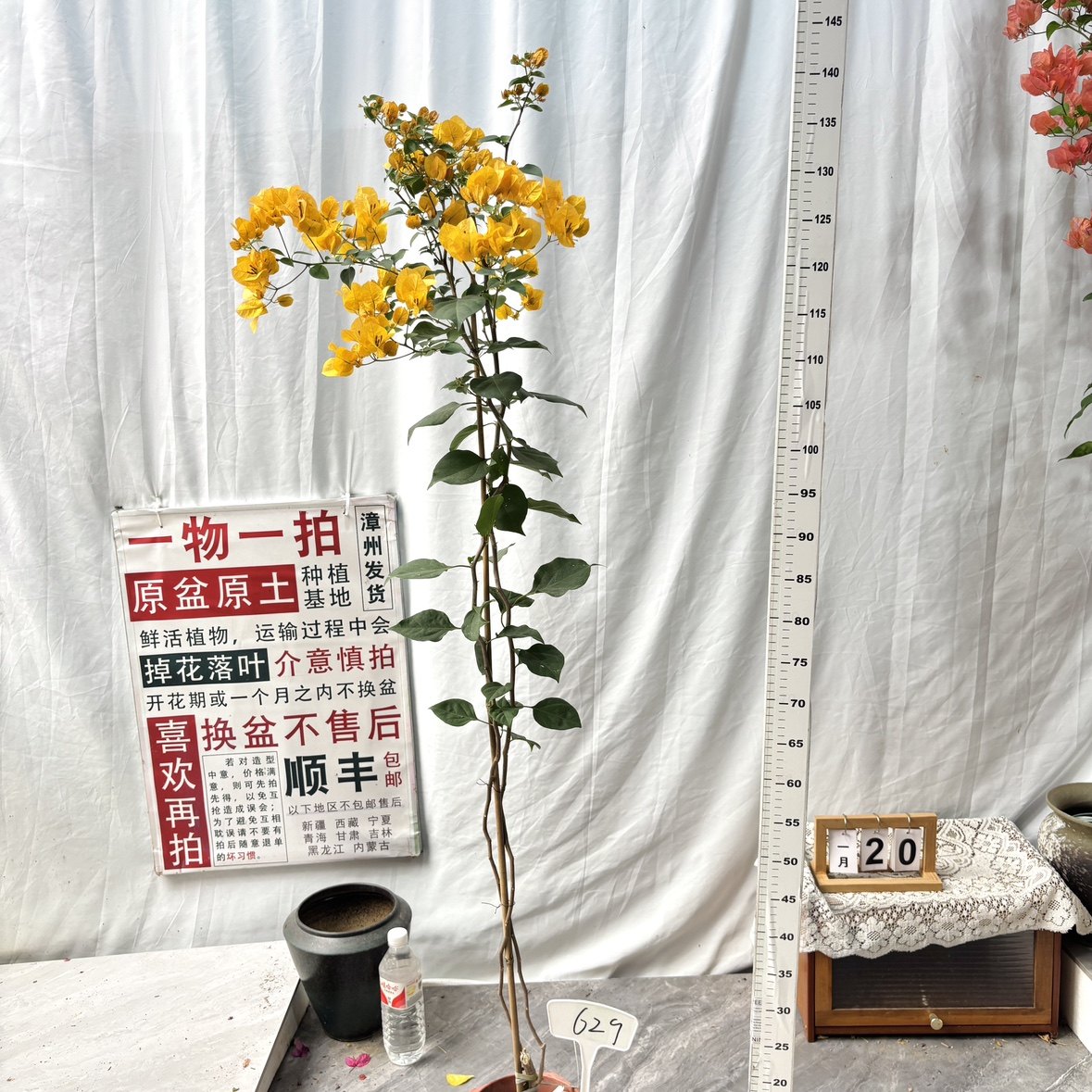 高飘【加州黄金】629一物一拍漳州三角梅原生带盆土四季勤花阳台,鲜花速递/花卉仿真/绿植园艺,绣球/木绣球/木本植物,淘宝优惠券,粉丝福利购,淘宝优惠卷