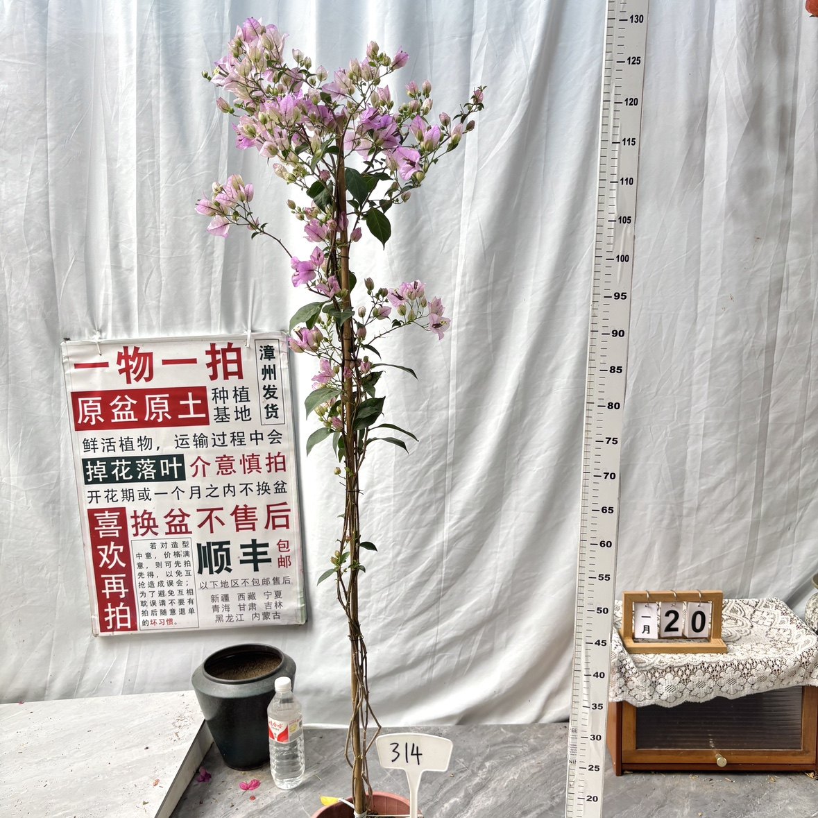 高飘【绿叶雪紫】314一物一拍漳州精品三角梅原生带盆土庭院阳台,鲜花速递/花卉仿真/绿植园艺,绣球/木绣球/木本植物,淘宝优惠券,粉丝福利购,淘宝优惠卷