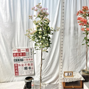 高飘【丽娜】364漳州三角梅原生带盆土一物一拍阳台四季勤花