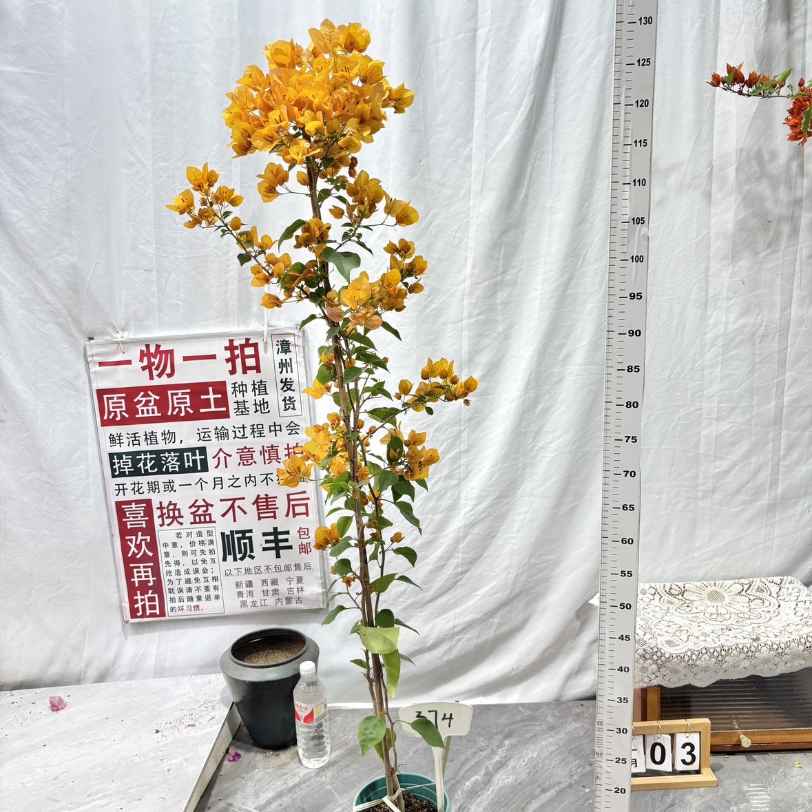 高飘【绿叶柠檬黄】374一物一拍漳州三角梅原盆原土四季开花勤花,鲜花速递/花卉仿真/绿植园艺,绣球/木绣球/木本植物,淘宝优惠券,粉丝福利购,淘宝优惠卷