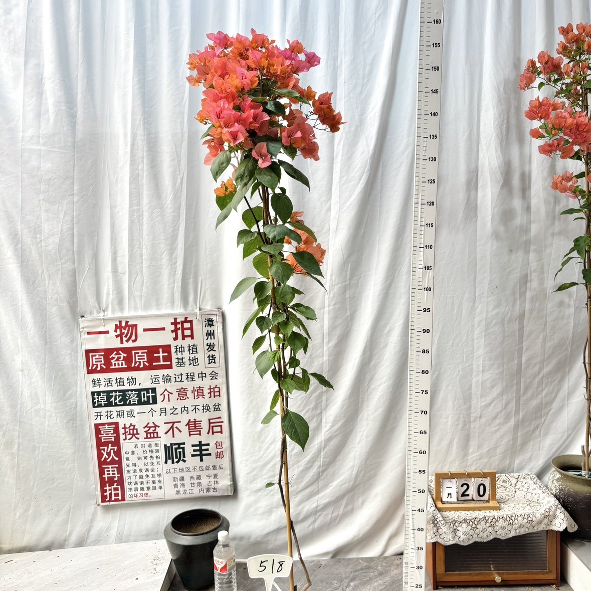 高飘【波妹】 518一物一拍漳州三角梅原生带盆土四季勤花庭院,鲜花速递/花卉仿真/绿植园艺,绣球/木绣球/木本植物,淘宝优惠券,粉丝福利购,淘宝优惠卷